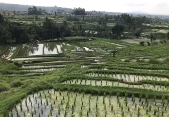 Rice field