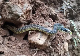 Beautiful colored of the Speckled Racer snake seen in the reserve