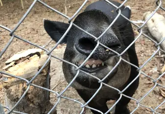 This Tapir is inspecting my camera while I was taking a picture. As soon as I took the photo he lifted his nose and showed his teeth and it looks like he’s saying “cheese.”