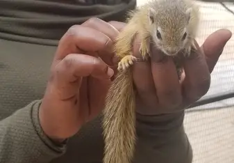 Pretty with a Balou the squirrel