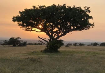 Sunrise on the Safari