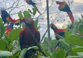 This is a photo taken inside of the red Macaw enclosure. The five of them are resting on the branches peacefully. 