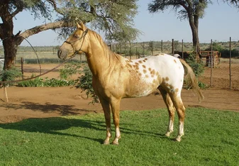 Hunters Dream, breeding stallion 