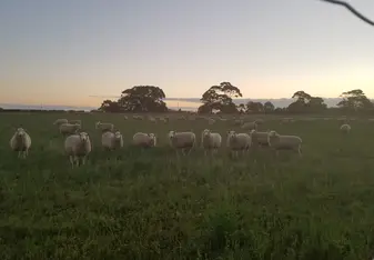 The Lincoln sheep