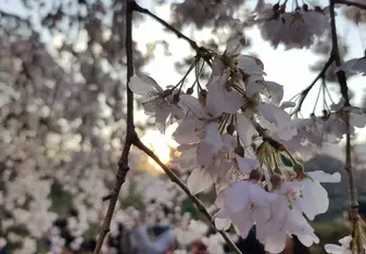 Sakura (cherry blossom)