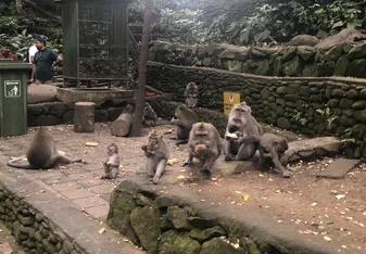 Monkey forest