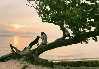 A girl and a dog sitting on a tree on the beach during sunset.