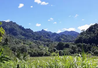 Green everywhere you look! Except for the sky which is, in fact, blue. 