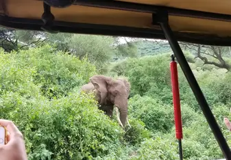Throughout our two days of Safari in Lake Manyara National Park and Tarangire National Park, we saw many animals in their natural habitats; including plenty of elephants!