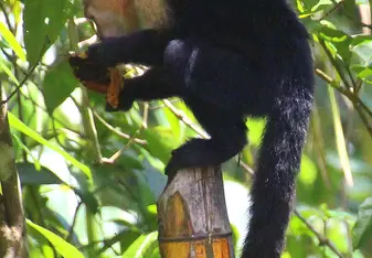 White Throated Capuchin enjoying spoils from our compost