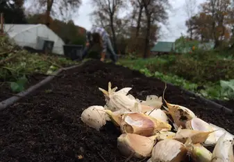 Planting garlic cloves in the Fall