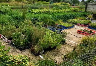 native plant nursery where much of the volunteer work took place