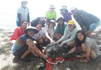 One of the turtles that we caught and conducted an analysis of.