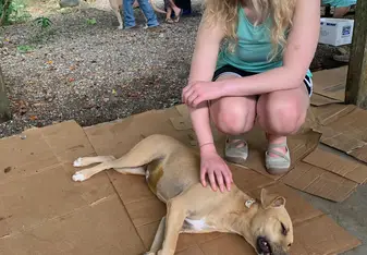 We were able to help as a spay and neuter clinic where we helped the dogs and cats recover from their Anastasia. 