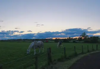Horses out at pasture in the evening