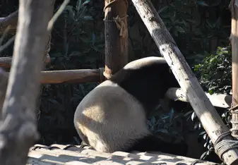 Zoo of Qingdao 