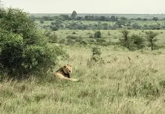 Nairobi National Park 