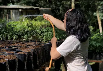 Watering the Nursery in order to protect the newly planted species. 
