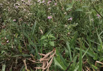 A quick snapshot of a beautiful butterfly resting on flowers! 