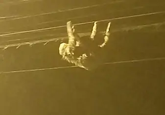 The sloth climbing along the power lines.