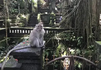 Monkey forest