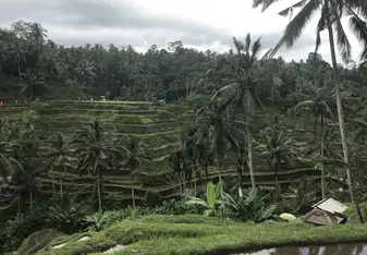Bali rice fields