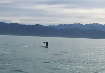 Whale watching Kaikoura