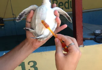 Daily washing of turtles