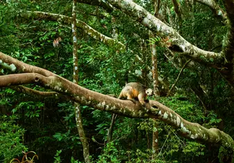 A tree kangaroo in a tree