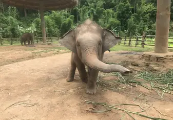 Baby elephant