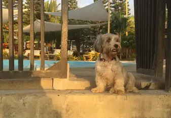 Luna, one of the dogs that live at our hotel, staring off into the sunset.