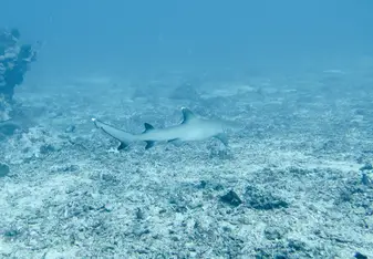 Whitetip reef shark at Shark Point