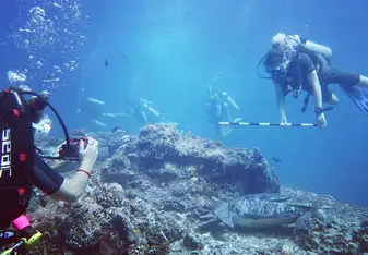 Turtle identifying