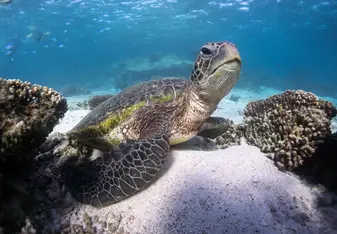 Sea turtle chillin in Ningaloo reef