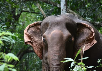 Asian elephant