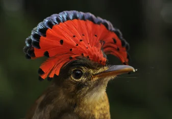 a beautiful bird