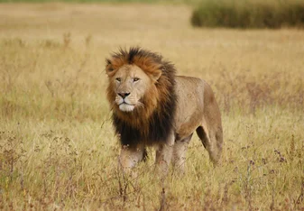 A lion in the field