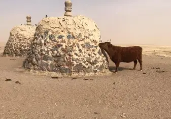 Cow at the Breast Ovoo