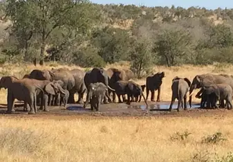 Elephants at Waterhole