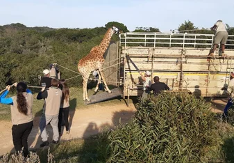 Giraffe relocation