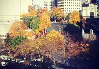 This is auckland city from the view in my hostel during fall.