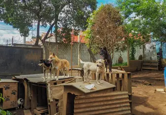 Dogs at the shelter