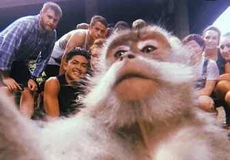 Monkey selfie 