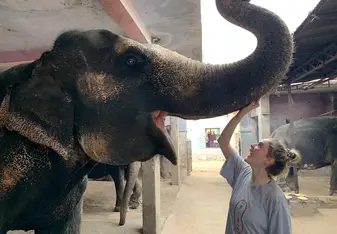 Stroking the elephants! 