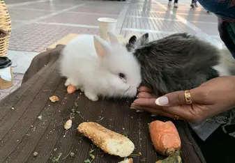Bunnies found on street