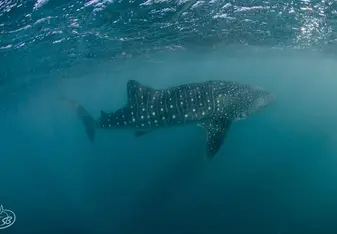 Whale shark