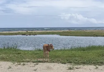 Right on the beach