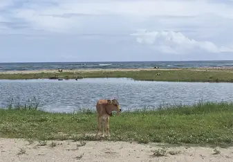Right on the beach