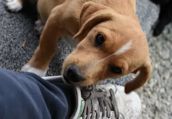 One of the puppies at the shelter who i took care of whilst i was there.