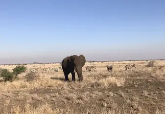 An elephant I saw at Kruger